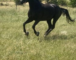 dressage horse Floresto (Hanoverian, 2013, from Flammengold)