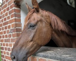 dressage horse Final Fantasy (Westphalian, 2019, from Fürst Romancier)