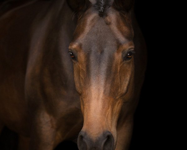 dressage horse Fräulein Frieda 17 (Oldenburg, 2013, from Foundation 2)