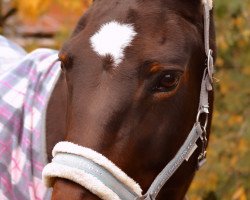 broodmare Carla (Oldenburg, 2006, from Charity)