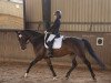 dressage horse Zabulon 3 (German Sport Horse, 2015, from Birkhof's Zalando OLD)