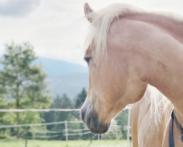 horse Quelle (Haflinger, 1998, from liz. Wirbelwind)