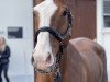 jumper Dame Blanche (KWPN (Royal Dutch Sporthorse), 2008, from Tangelo van de Zuuthoeve)