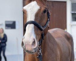 Springpferd Dame Blanche (KWPN (Niederländisches Warmblut), 2008, von Tangelo van de Zuuthoeve)