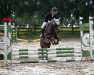 Springpferd Diva Donna (Deutsches Reitpony, 2010, von D'Acord)