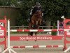 jumper Amd My Morning Star (German Riding Pony, 2004, from Da Capo)