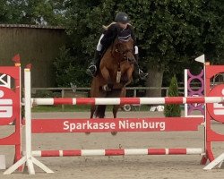 Springpferd Amd My Morning Star (Deutsches Reitpony, 2004, von Da Capo)