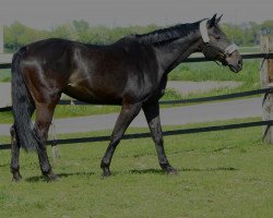 jumper Cortez (Hanoverian, 2006, from Contendro I)