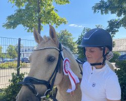 jumper Perla (Andalusians/horse of pure Spanish race, 2011, from Secret Love 9)