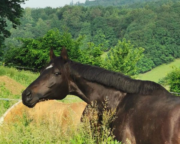 broodmare Hexentänzerin xx (Thoroughbred, 2009, from War Blade xx)