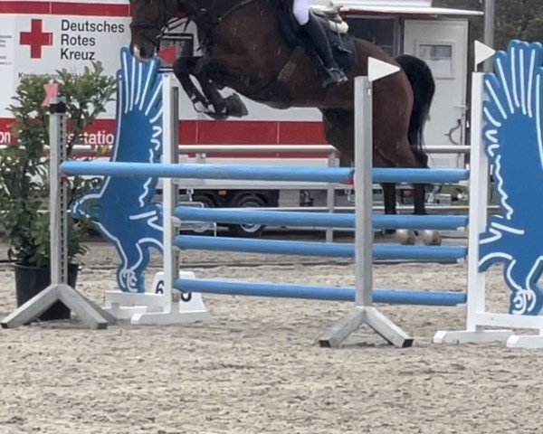 jumper Milano 294 (KWPN (Royal Dutch Sporthorse), 2017, from Dakar VDL)