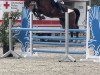 jumper Milano 294 (KWPN (Royal Dutch Sporthorse), 2017, from Dakar VDL)