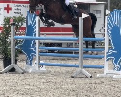 jumper Milano 294 (KWPN (Royal Dutch Sporthorse), 2017, from Dakar VDL)