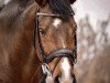 jumper Stanford 10 (Hanoverian, 2009, from Sandro Hit)