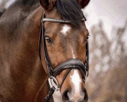 jumper Stanford 10 (Hanoverian, 2009, from Sandro Hit)