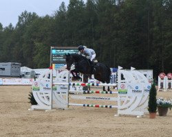 jumper Obora's Checkmate (Hanoverian, 2013, from VDL Cardento 933)