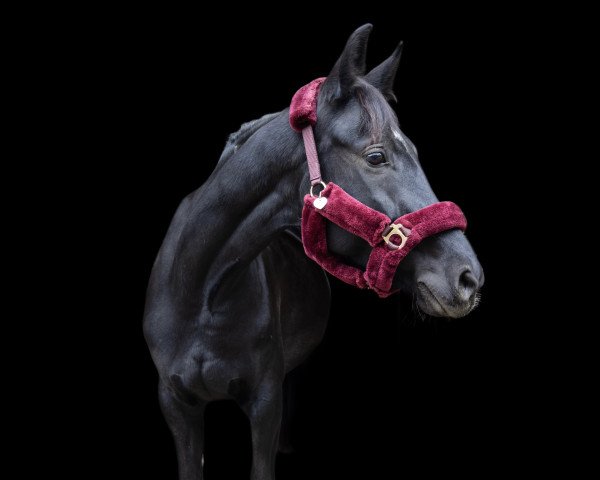 dressage horse Gwentina (Oldenburg, 2017, from Bailamos Biolley)