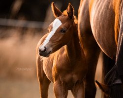 Springpferd Keaton‘s Kalia (Hannoveraner, 2023, von Keaton HV)