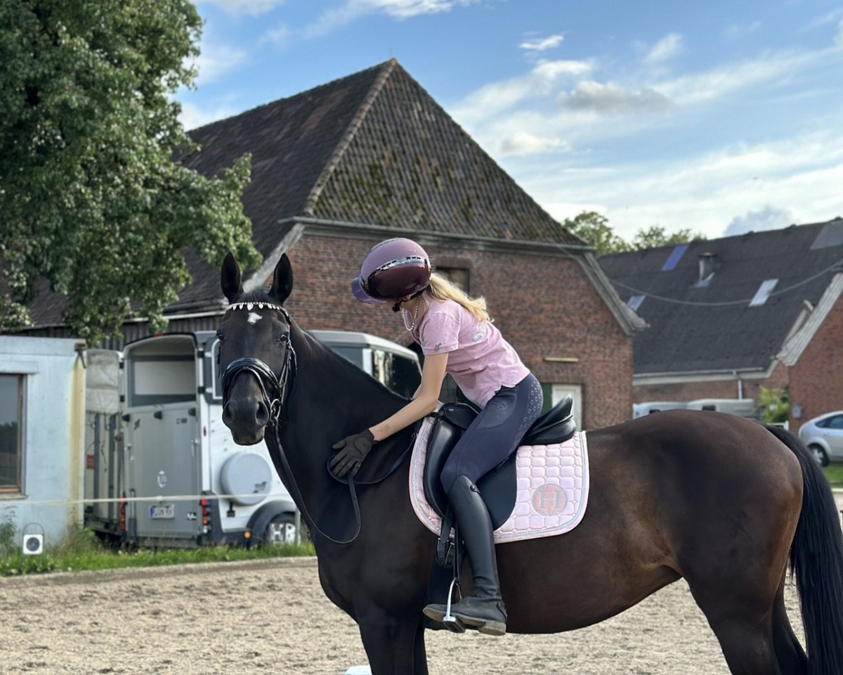 jumper Skyfall H (Hanoverian, 2009, from Stakkato's Highlight)