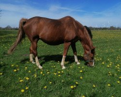 broodmare Look at me 40 (Hanoverian, 2005, from Le Primeur)