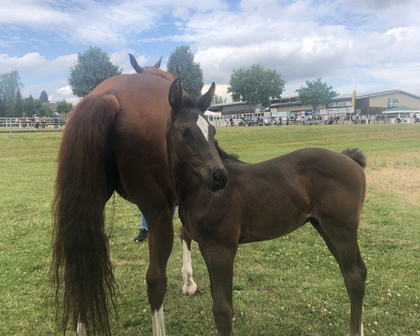 jumper Conrad du Rouet (Oldenburg show jumper, 2022, from Chubakko)