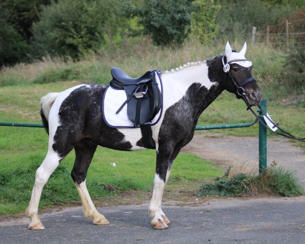 dressage horse KIWI (unknown, 2016)