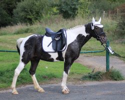 dressage horse Kiwi (unknown, 2016)