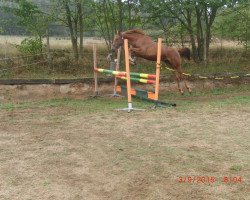 broodmare Star Sahira SL (Czech Warmblood, 2014, from Przedswit Lionel)