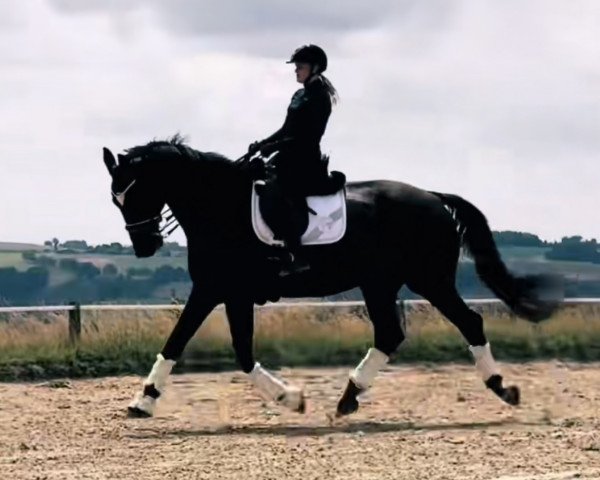 dressage horse Fürst Albert (Trakehner, 2007, from Hofrat)