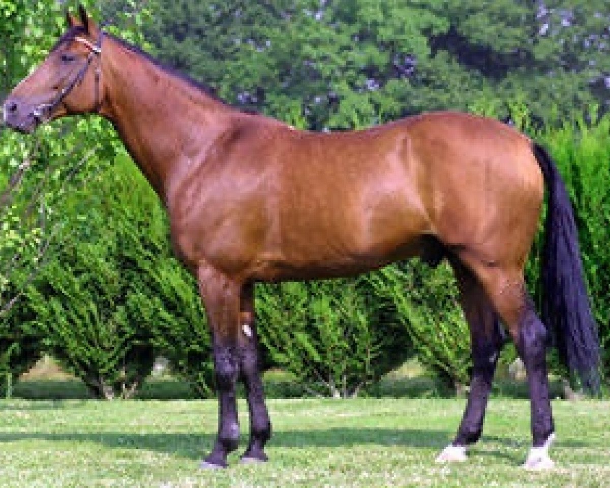stallion Dahir de Prelong (FR) (French Trotter, 1991, from Fakir du Vivier (FR))
