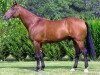 stallion Dahir de Prelong (FR) (French Trotter, 1991, from Fakir du Vivier (FR))