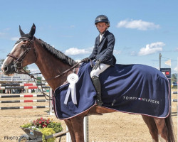 jumper Nairobi vd Bisschop (Belgian Warmblood, 2013, from Echo van het Spieveld)