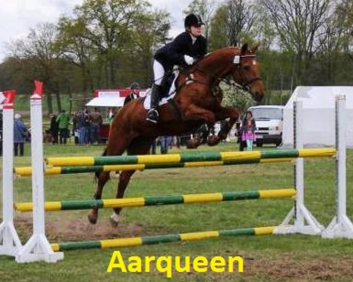 broodmare Aarqueen (Hanoverian, 1999, from Acorado I)