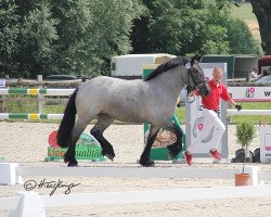 broodmare Alina (Rhenish-German Cold-Blood, 2017, from Adoro)