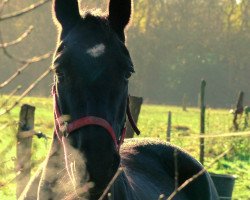 broodmare Karina (Hanoverian, 2004, from King Arthur TSF)