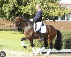 stallion Scolari (Hanoverian, 2004, from Sandro Hit)