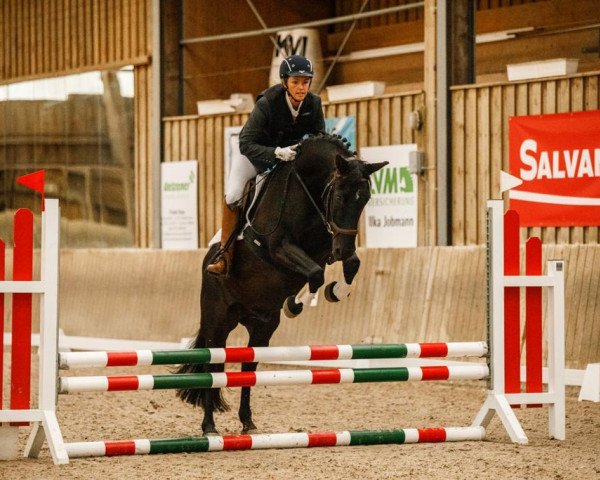 dressage horse Privat Ryan (Dutch Pony, 2013)