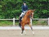 dressage horse Carlito Bonito (Hanoverian, 2004, from Cordoba)