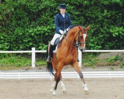 dressage horse Carlito Bonito (Hanoverian, 2004, from Cordoba)