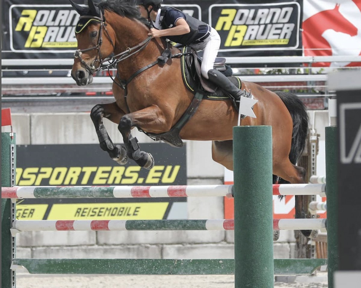 broodmare Livia V. Wichenstein (Swiss Warmblood, 2010, from Cleverboy)