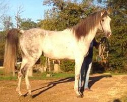 stallion Gerik de Rendpeine ox (Arabian thoroughbred, 1999, from Persik ox)