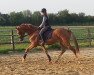 dressage horse April MR (Rhinelander, 2012, from Apache)