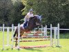 jumper Grey's Gloria (German Sport Horse, 2019, from Diarado)