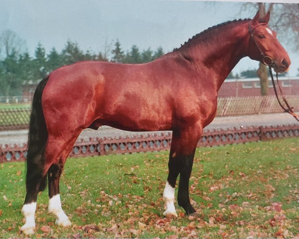 stallion Argentinus (Hanoverian, 1980, from Argentan I)