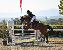 Springpferd Little Charlie AMB (Österreichisches Warmblut, 2014, von Corianus)