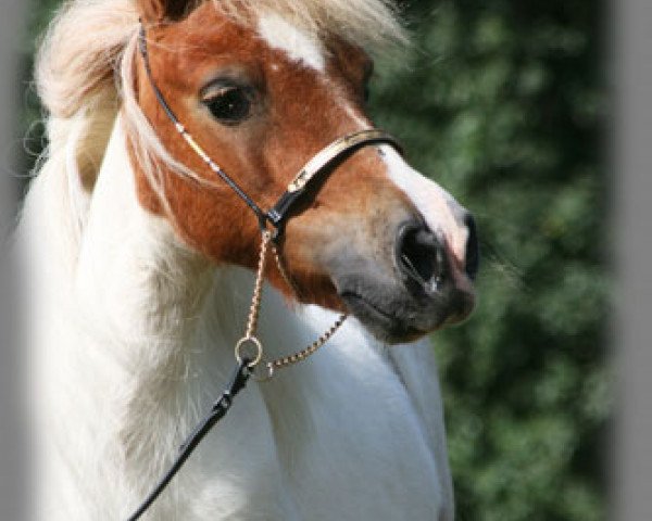 Zuchtstute Olleke oet Twente (Shetland Pony (unter 87 cm), 1999, von Romeo of Cherrytree)