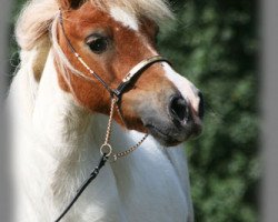 Zuchtstute Olleke oet Twente (Shetland Pony (unter 87 cm), 1999, von Romeo of Cherrytree)