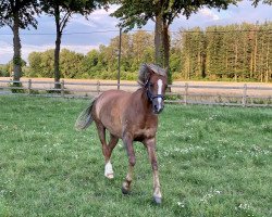 Zuchtstute Babs Vm (Deutsches Reitpony, 2014, von Beckenbauer)