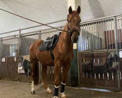 jumper Al Hazam (Oldenburg show jumper, 2018, from L.b. Casanova)