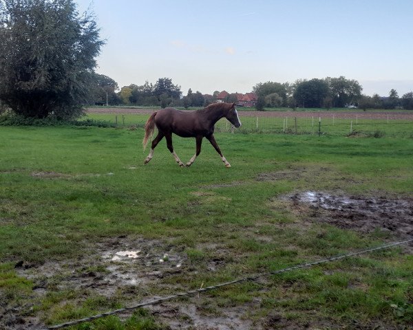 Pferd Hengst von Top Pepino / Capri Moon (Deutsches Reitpony, 2022, von Top Pepino)